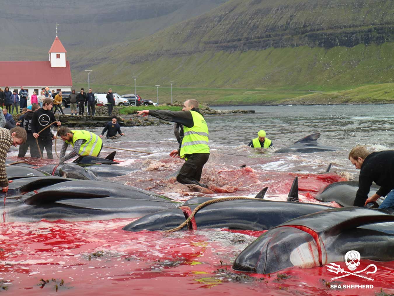 Foto: Sea Shepherd