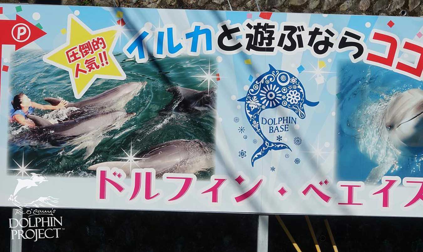 taiji-schwimmen-mit-delfinen