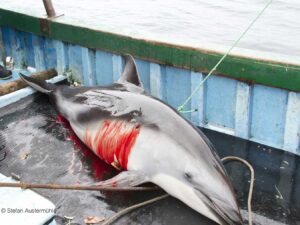 Hai und Delfinabschlachtung © Stefan Austermühle