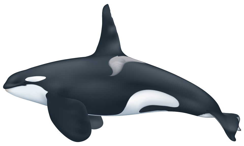schwertwal-orcinus-orca © Uko Gorter